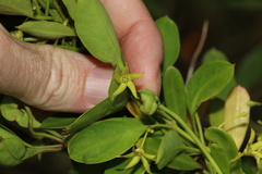 Vincetoxicum carnosum