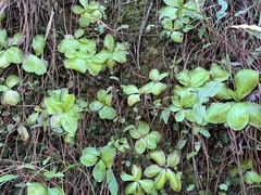 Pinguicula moranensis