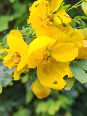 Senna alata