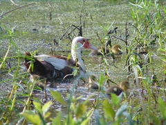 Cairina moschata domestica