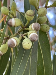 Corymbia watsoniana