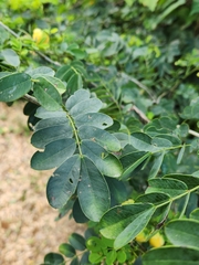Senna alata