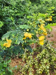Senna alata