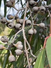 Corymbia watsoniana