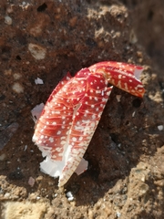 Grapsus adscensionis