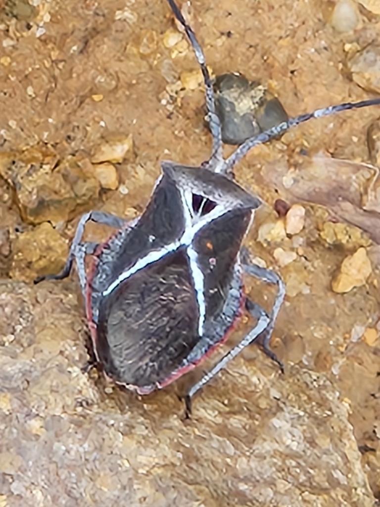 Eubule scutellata