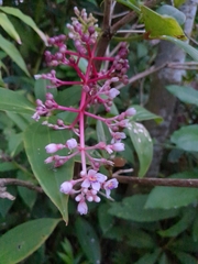 Medinilla formosana