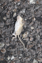 Perognathinae