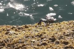 Grapsus adscensionis