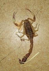 Tityus carrilloi
