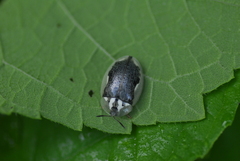 Physonota