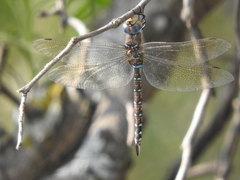 Rhionaeschna multicolor