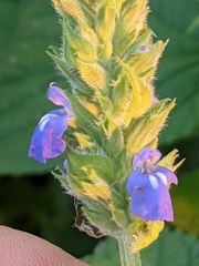Salvia hispanica