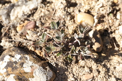 Helianthemum