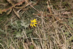Berlandiera lyrata