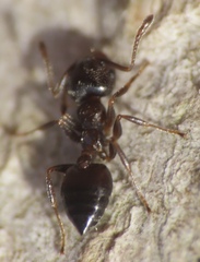 Crematogaster