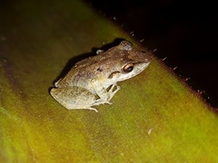 Pristimantis ramagii