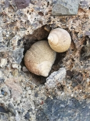 Tectarius striatus