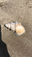 Struthiolaria papulosa