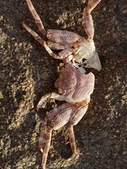 Grapsus adscensionis