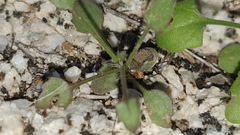 Pleurocoronis pluriseta