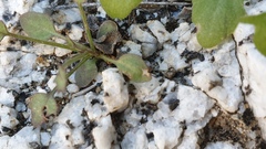 Pleurocoronis pluriseta