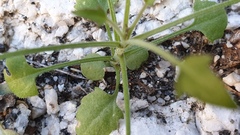 Pleurocoronis pluriseta