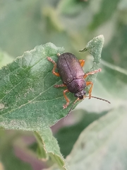 Colaspis