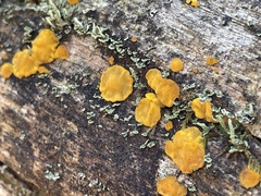 Dacrymyces