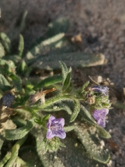 Echium