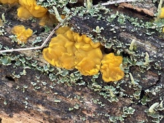 Dacrymyces