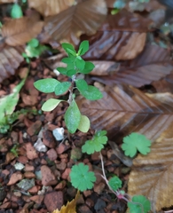 Podosphaera euphorbiae