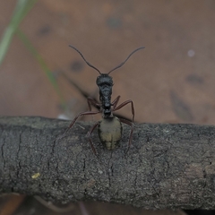 Dolichoderus doriae