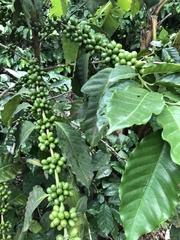 Coffea arabica