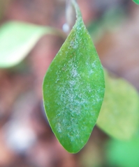 Podosphaera euphorbiae