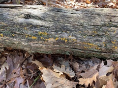 Dacrymyces