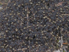 Dolichoderus doriae