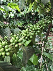 Coffea arabica
