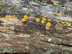 Dacrymyces