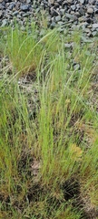 Festuca bromoides