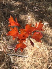 Alstroemeria ligtu simsii