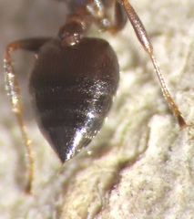 Crematogaster