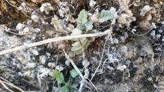 Myriopteris parryi