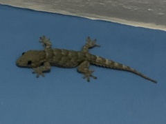 Tarentola delalandii