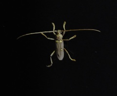 Cerambycidae