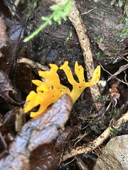 Calocera