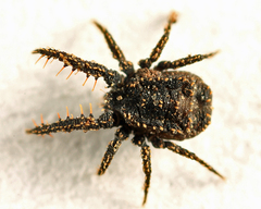 Caeculidae