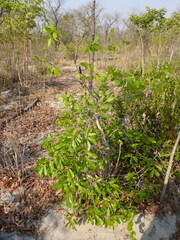 Ochna pulchra