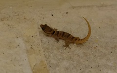 Gonatodes antillensis