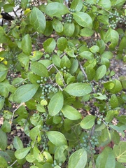 Forestiera segregata